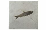 Fossil Fish (Knightia) - Huge For Species #233843-1